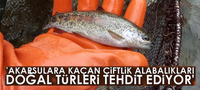 Yrd. Doç. Dr. Mustafa Akkuş; 