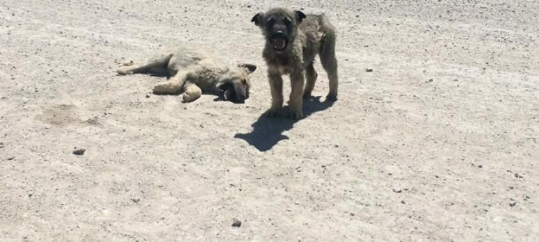 Yavru köpek ölen kardeşinin yanından ayrılmadı