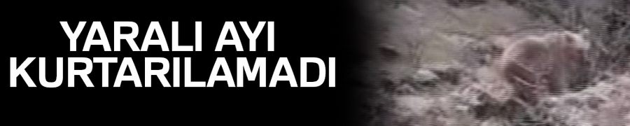 Yaralı ayı, kurtarılamadı