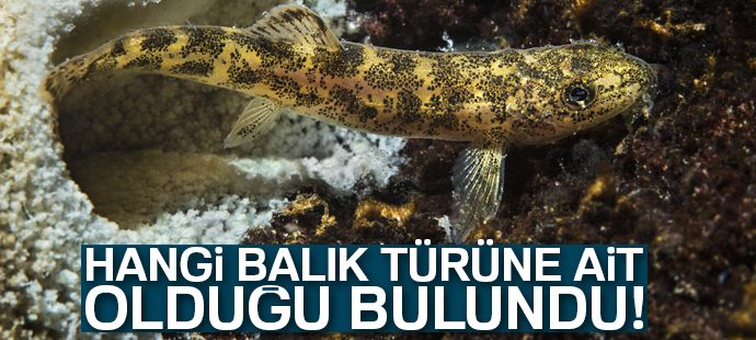 Van Gölü