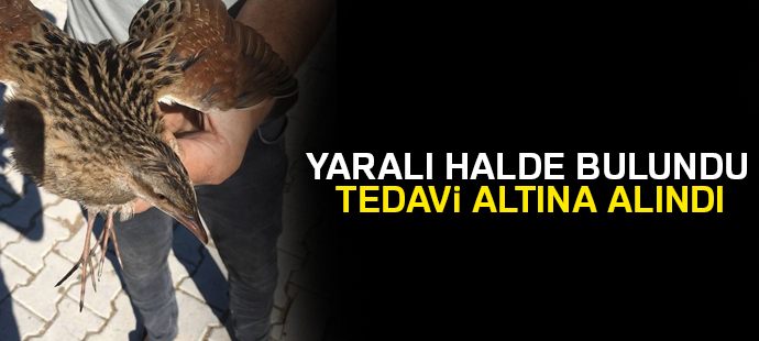 Yaralı Bıldırcın tedavi altına alındı