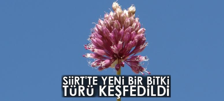 Siirt