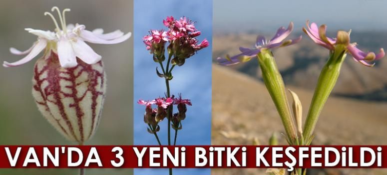 Ödüllü botanikçi 3 yeni nakıl bitkisi keşfetti