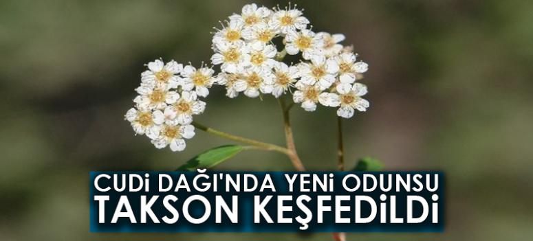 Cudi Dağı