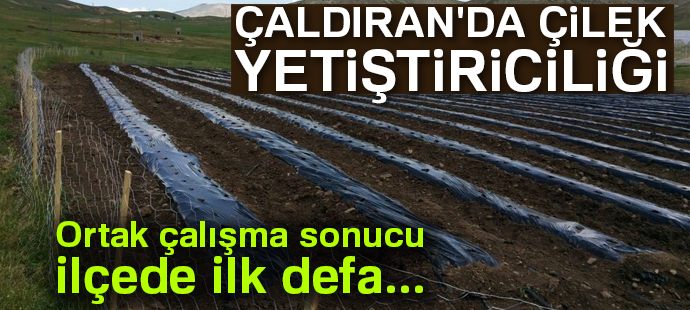 Çaldıran