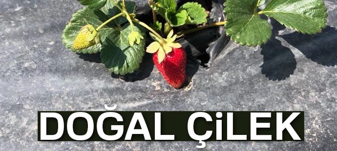 Çaldıran