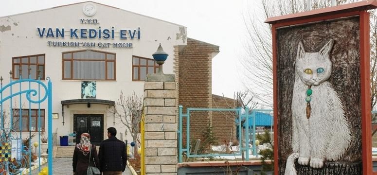 Van kedilerinde doğurganlık artırılıyor