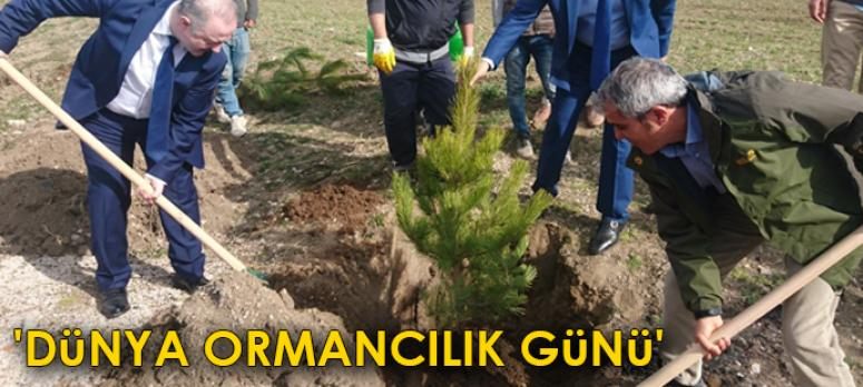 Başkan Özgökçe