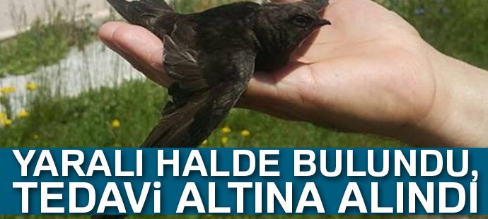 Yaralı Ebabil kuşu tedavi altına alındı