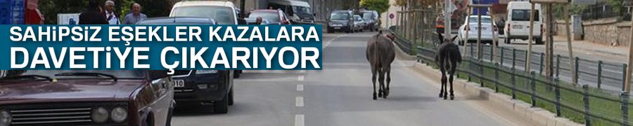 Sahipsiz eşekler kazalara davetiye çıkarıyor