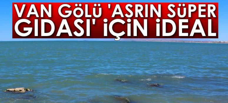 Van Gölü 