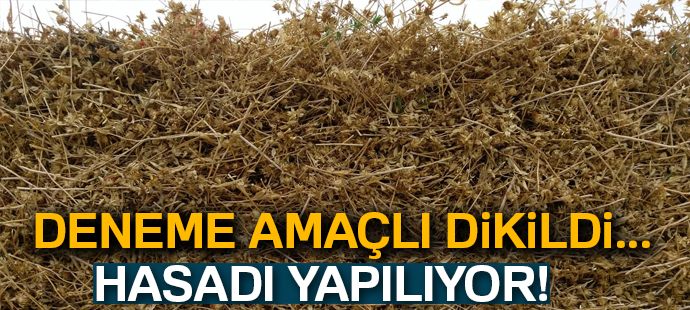Başkale