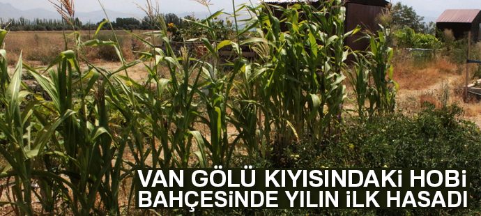 Van Gölü kıyısındaki hobi bahçesinde yılın ilk hasadı