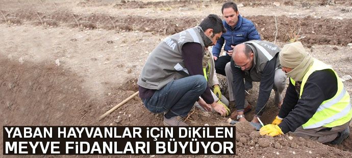 Yaban hayvanlar için dikilen meyve fidanları büyüyor