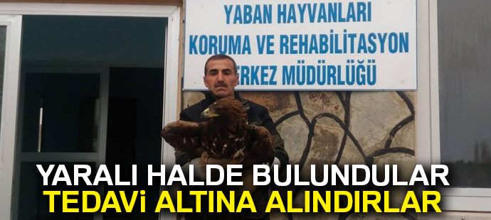 Yaralı Kaya Kartalı ile Saksağan tedavi altına alındı