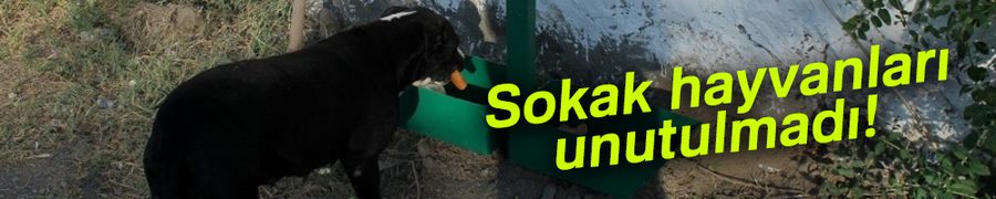 Sokak hayvanları unutulmadı