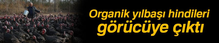 Organik yılbaşı hindileri görücüye çıktı