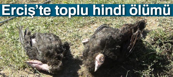 Erciş