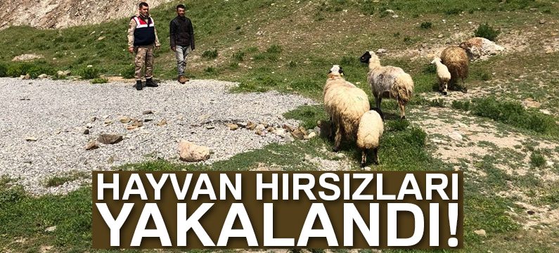 Hayvan hırsızları tutuklandı