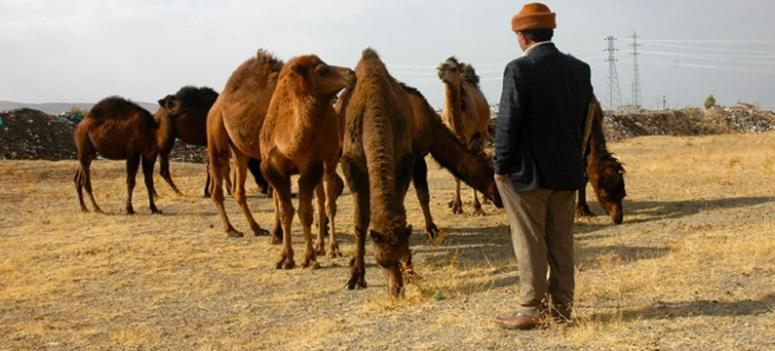 Çok sevdiği develerine torunlarının adını verdi