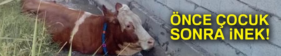 Su kanalına düşen inek kurtarıldı