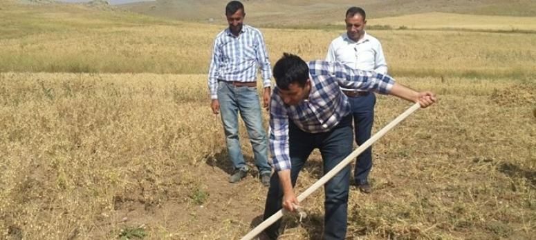 Kaymakam tırpan çekerek hasat yaptı