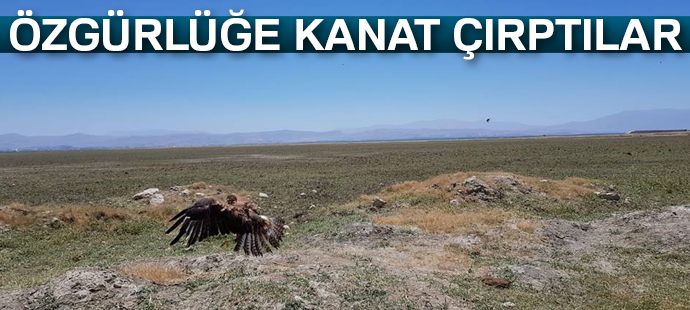 Tedavileri tamamlanan 2 kızıl Şahin özgürlüğe kanat çırptı