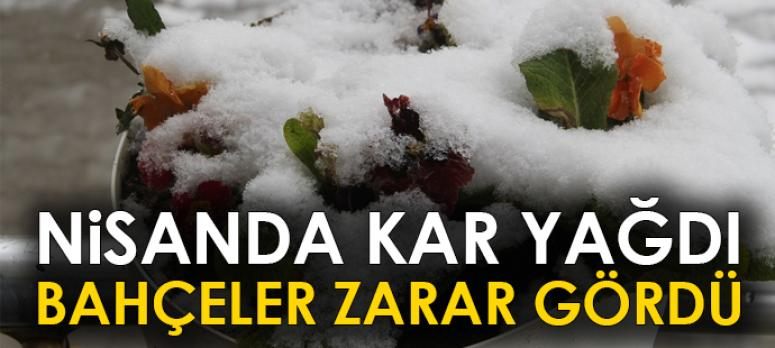 Nisanda kar yağışı meyve ağaçları ve bahçelere zarar verdi