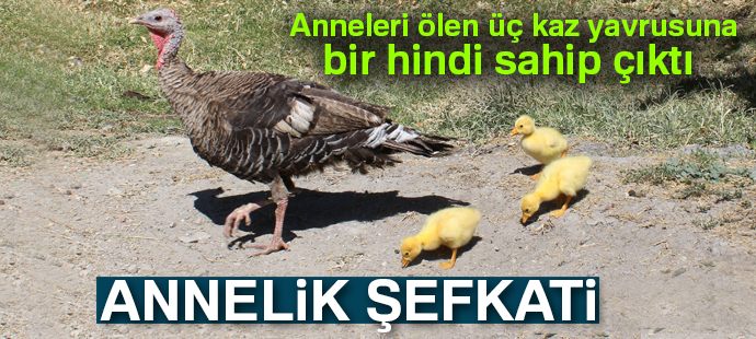 Çin ırkı kaz yavrularına hindi sahip çıktı