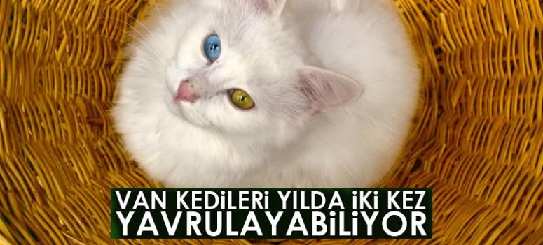 Van kedileri yılda iki kez yavrulayabiliyor