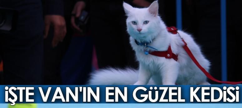 Van kedileri podyuma çıktı