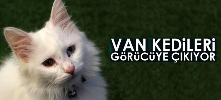 Van kedileri görücüye çıkıyor