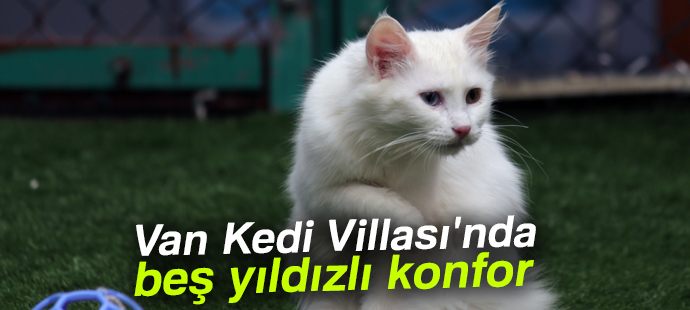 Van Kedi Villası
