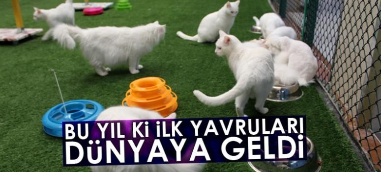 Van kedilerinin bu yılki ilk yavruları dünyaya geldi