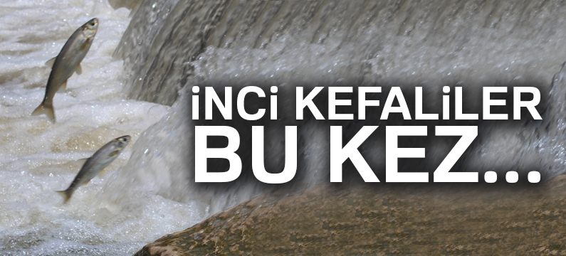 İnci kefalleri bu kez şehir merkezine göç etti