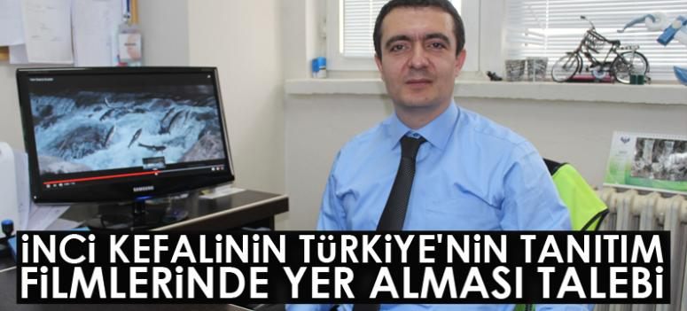 İnci kefalinin Türkiye