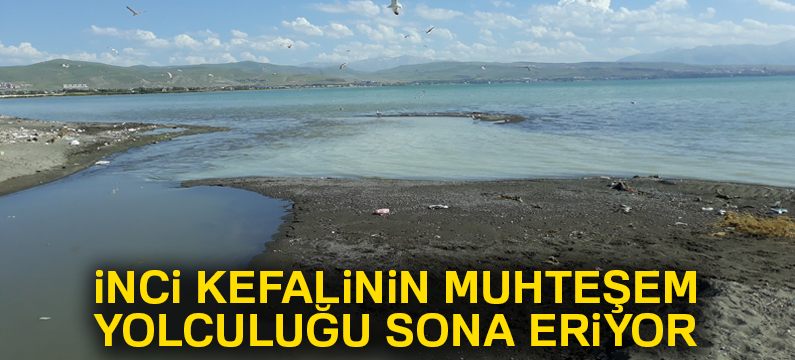 İnci kefalinin muhteşem yolculuğu sona eriyor