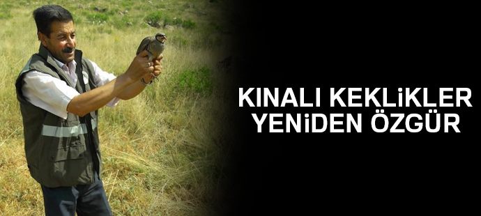 Kınalı keklikler yeniden özgür