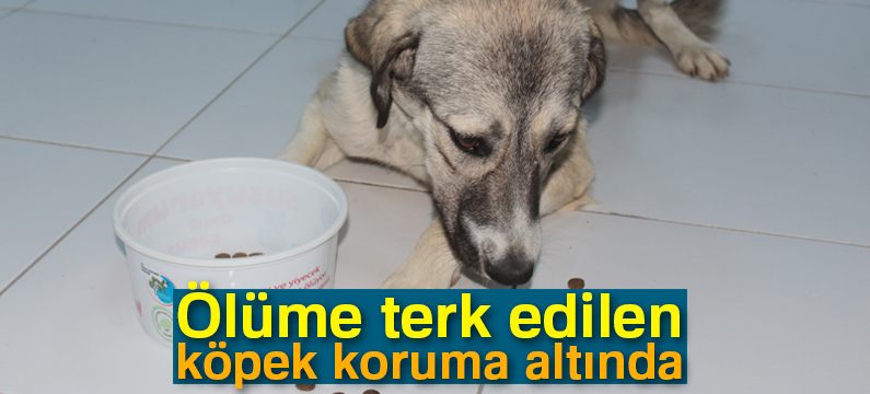 Ölüme terk edilen köpek koruma altında