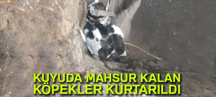 Kuyuda mahsur kalan yavru köpekler itfaiye tarafından kurtarıldı