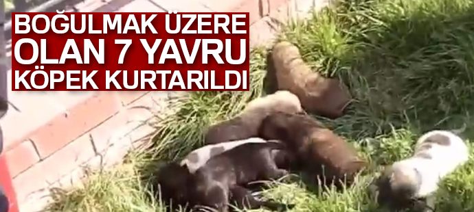 Boğulmak üzere olan 7 yavru köpek kurtarıldı
