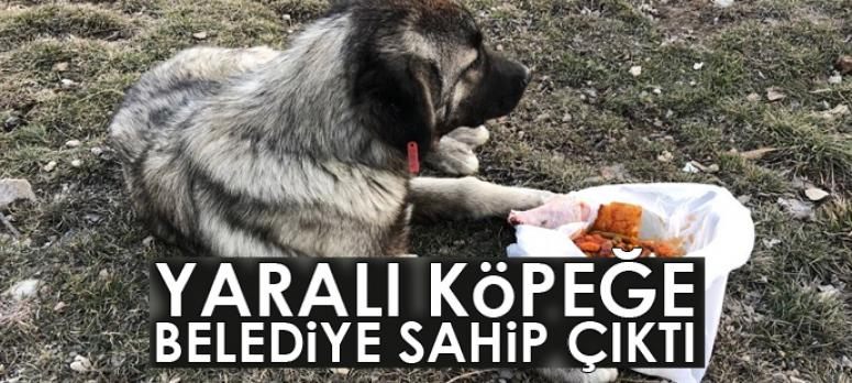 Yaralı köpeğe Çaldıran Belediyesi ekipleri sahip çıktı
