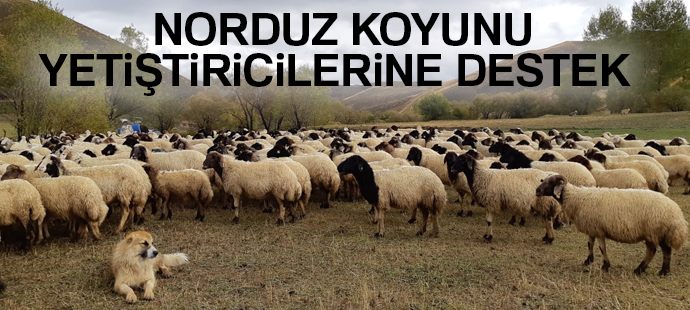 Norduz koyunu yetiştiricilerine destek
