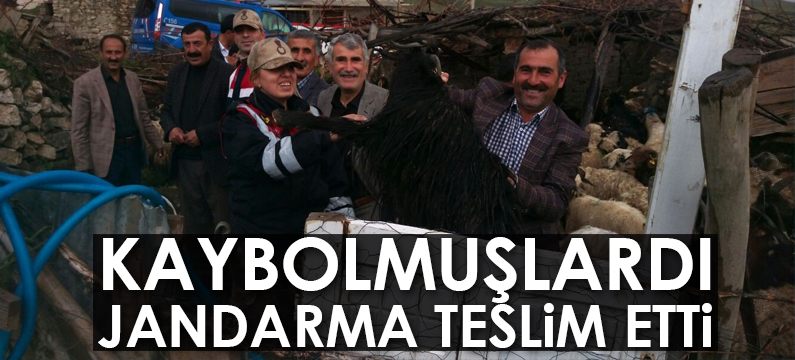 Jandarma kaybolan koyunları sahiplerine teslim etti
