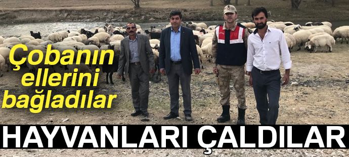 Çobanın ellerini bağlayarak 135 hayvanı çaldılar