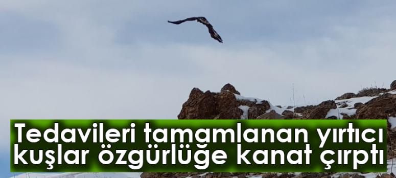 Tedavileri tamamlanan yırtıcı kuşlar özgürlüğe kanat çırptı