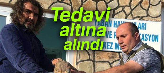 Yaralı Doğan ve Erguvan Balıkçıl kuşu tedavi altına alındı