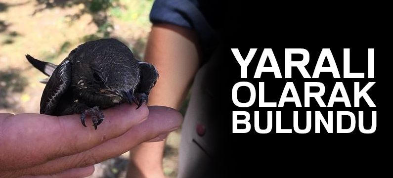 Yaralı Ebabil kuşu tedavi altına alındı