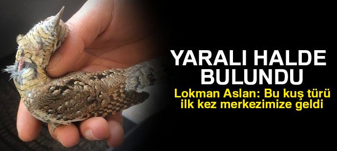 Yaralı boyun çeviren kuş tedavi altına alındı