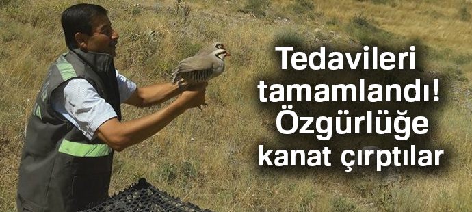 Tedavileri tamamlanan Keklikler doğaya bırakıldı